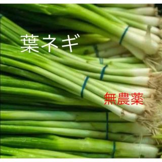 自家栽培 無農薬 ネギ苗根つき 5本485円　10本880円(野菜)