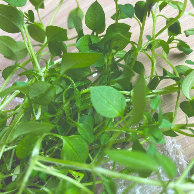 無農薬ハコベ　抜き苗 食品/飲料/酒の食品(野菜)の商品写真