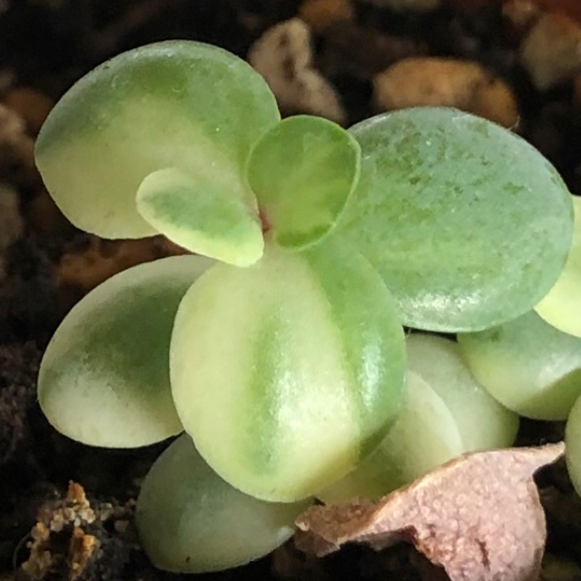 専用‼︎多肉植物^o^  葉挿し赤ちゃんしじみ蝶錦