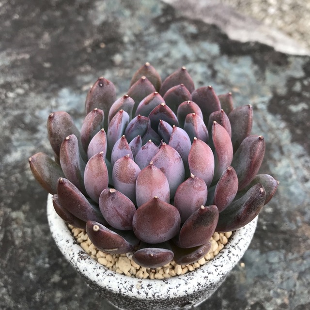 多肉植物13ミロ エケベリア 韓国苗の通販 by 多肉植物 多肉植物13ミロ エケベリア 韓国苗の通販 by 多肉植物
