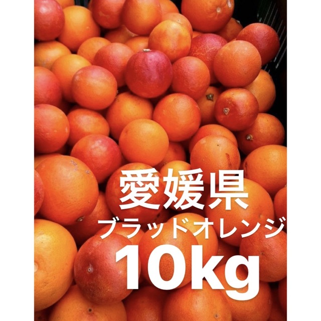 愛媛県産　ブラッドオレンジ　柑橘　10kg 食品/飲料/酒の食品(フルーツ)の商品写真