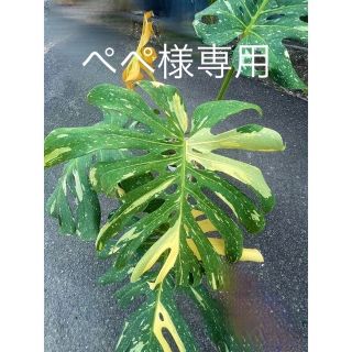 【希少】モンステラ　黄　斑入り(その他)