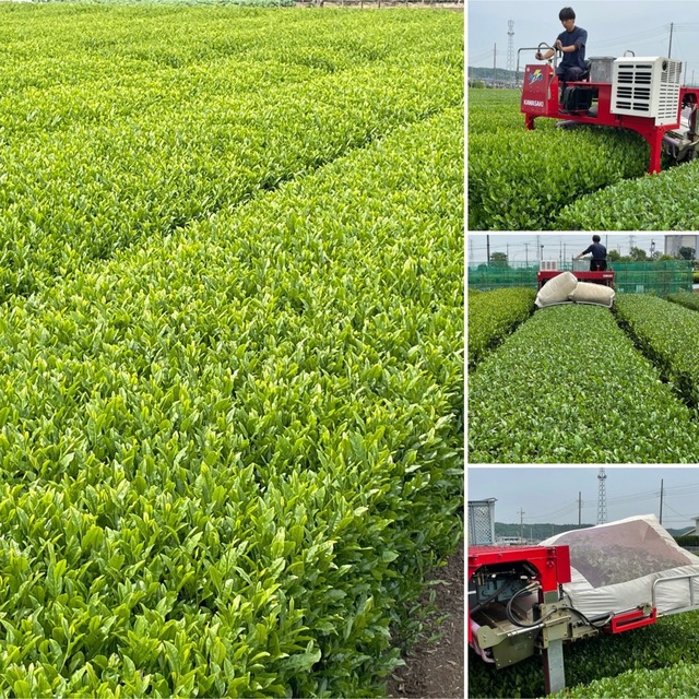 【狭山茶】茶畑直販☆煎茶3本(令4年産)☆一番茶100%深蒸し茶 緑茶日本茶お茶 食品/飲料/酒の飲料(茶)の商品写真