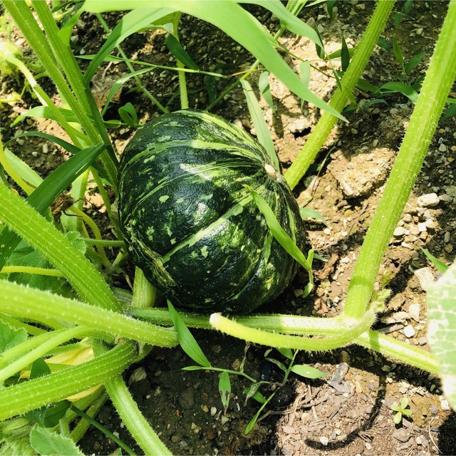 【無農薬野菜】看護師が育てる優しい野菜詰め合わせセット　採れたて野菜詰合 食品/飲料/酒の食品(野菜)の商品写真