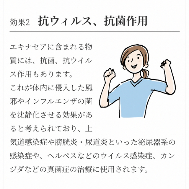 生活の木(セイカツノキ)の生活の木　おいしいハーブティー  エキナセアベア4袋入　ノンカフェインのお茶 食品/飲料/酒の飲料(茶)の商品写真