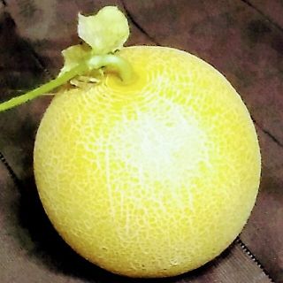 野菜種　ネットメロン　ころたん　種子12粒(野菜)