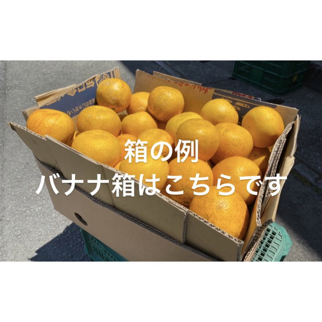 愛媛県産　ポンカン　柑橘　15kg 食品/飲料/酒の食品(フルーツ)の商品写真