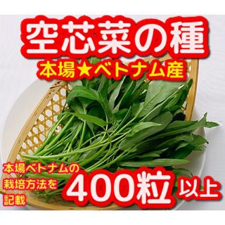 ノノ王様専用★空芯菜の種【400粒以上】➕レッドビーツの種(野菜)