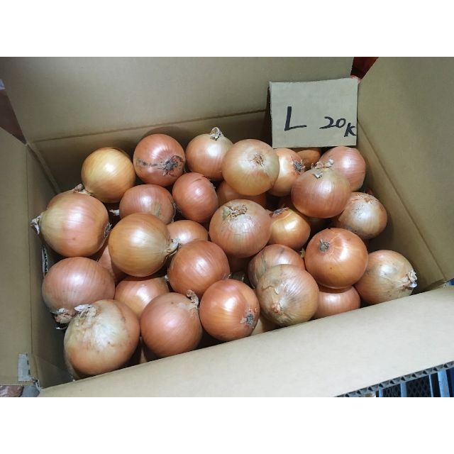 北海道産　タマネギ　Ｌサイズ　20kg　農家直送 食品/飲料/酒の食品(野菜)の商品写真