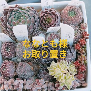 センペルビウム　セダム　詰め合わせ　多肉植物(プランター)