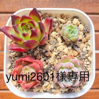 ちび苗４種セット　多肉　寄せ植え(その他)