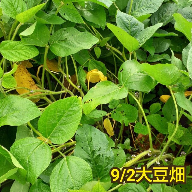 自然栽培 幻の大豆『八天狗』1kg 熊本県産 食品/飲料/酒の食品(野菜)の商品写真