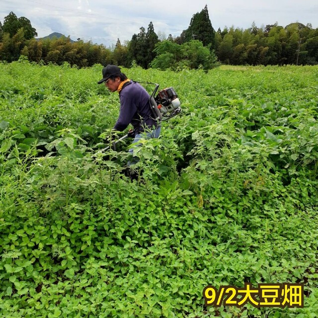 自然栽培 幻の大豆『八天狗』1kg 熊本県産 食品/飲料/酒の食品(野菜)の商品写真