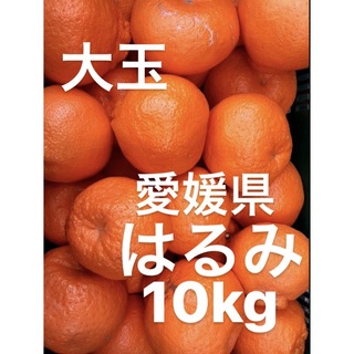 愛媛県産　はるみ　柑橘　10kg(フルーツ)