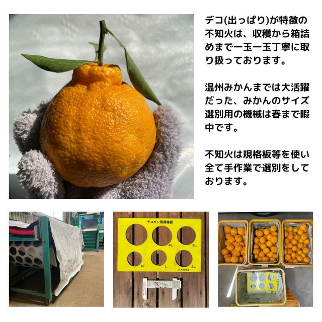 不知火 家庭用 小玉MIX8kg(デコポン) 食品/飲料/酒の食品(フルーツ)の商品写真