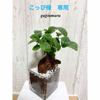 ガジュマル　観葉植物　ハイドロカルチャー(ドライフラワー)