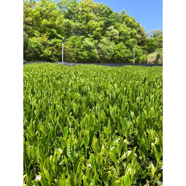 奈良県産　大和茶　煎茶　玄米茶　かりがね茎茶　セット　日本茶　茶葉 食品/飲料/酒の飲料(茶)の商品写真