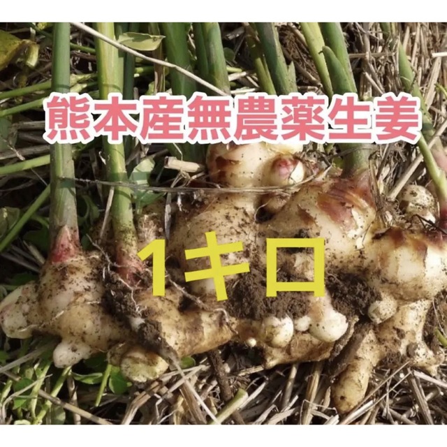 熊本産無農薬生姜1キロ 食品/飲料/酒の食品(野菜)の商品写真