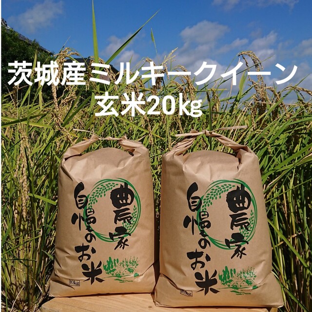 茨城令和4年産ミルキークイーン玄米20㎏　米/穀物