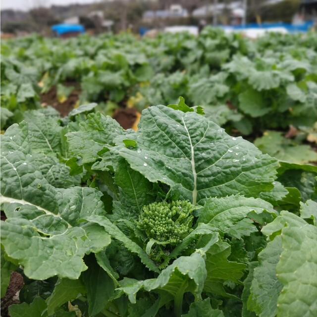 【10種類の乾燥野菜MIX】自然の美味しさギュッと凝縮♪無添加 無着色 ドライベ 食品/飲料/酒の食品(野菜)の商品写真