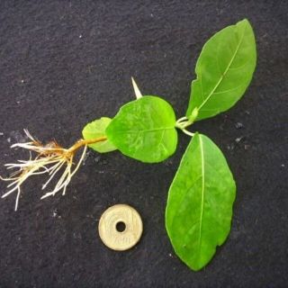 オオバイヌビワ　大葉犬枇杷　 抜き　苗　観葉植物(その他)