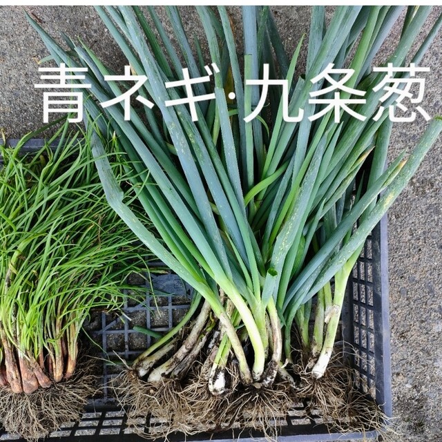 青ネギ、九条ネギ苗 食品/飲料/酒の食品(野菜)の商品写真