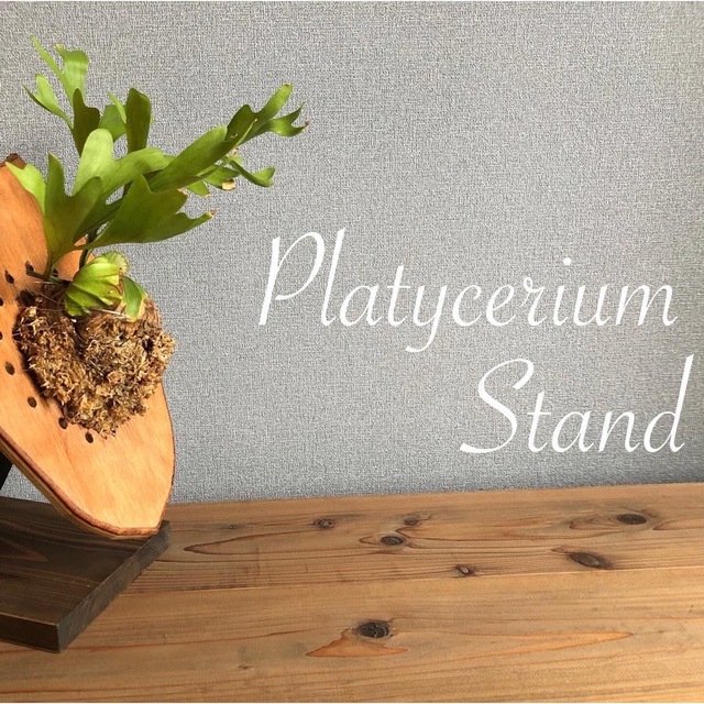 Platycerium-stand ビカクシダスタンド / カラードリフトウッド ハンドメイドのフラワー/ガーデン(その他)の商品写真