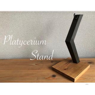 Platycerium-stand ビカクシダスタンド / カラードリフトウッド(その他)