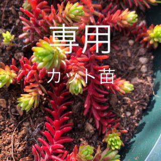 ☆多肉植物☆ セダム　紅葉　クラシーノ　カット苗　20本　╰(*´︶`*)╯♡(その他)