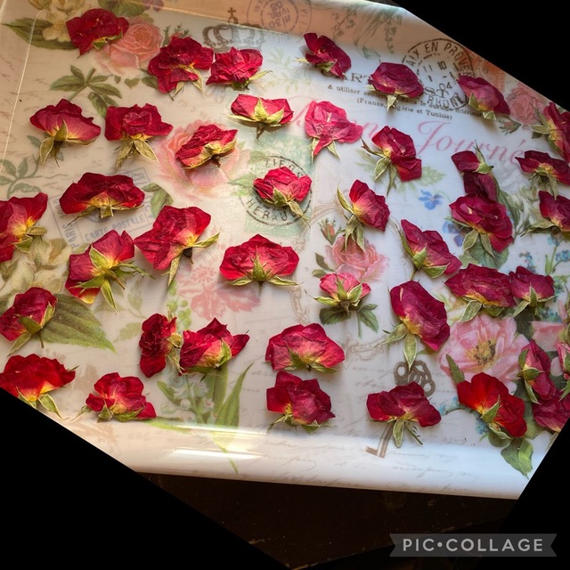 ミニ薔薇の押し花 （茎数㍉〜茎なし）15枚＋おまけ2枚付き‥計17枚セット★花材 ハンドメイドのフラワー/ガーデン(ドライフラワー)の商品写真