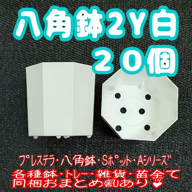 《2Y》カネヤ 八角鉢 白 20個 プラ鉢 多肉植物 プレステラ ハンドメイドのフラワー/ガーデン(プランター)の商品写真