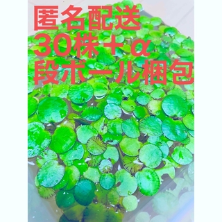 アマゾンフロッグピット40株＋α    水草/浮草/水上葉(アクアリウム)