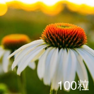 エキナセア　プルプレア アルバ　種　100粒(その他)