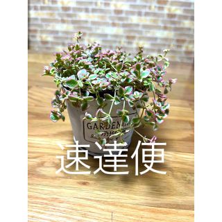 多肉植物　リトルミッシー　苗　(プランター)