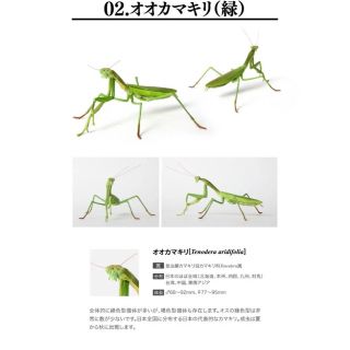 いきもの大図鑑 ミニコレクション 昆虫02 カマキリ緑　トノサマバッタ（褐色）(その他)