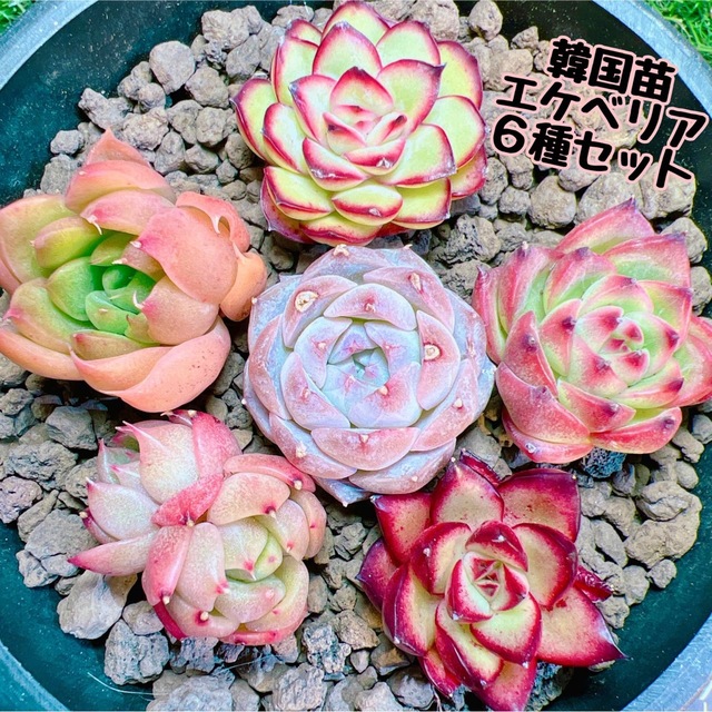 多肉植物　韓国苗　６種セット ハンドメイドのフラワー/ガーデン(その他)の商品写真