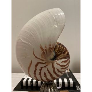 オウムガイ 標本 貝殻 インテリア アート アンティーク 貝 オブジェの