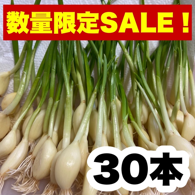 30 にんにくスプラウト 即購入OK m75 食品/飲料/酒の食品(野菜)の商品写真