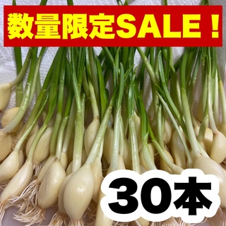 30 にんにくスプラウト 即購入OK m75(野菜)