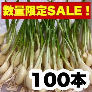 【お買得‼️】100 にんにくスプラウト 即購入OK m41(野菜)
