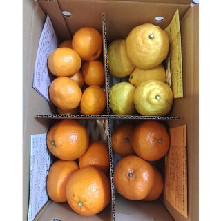 【プレミアム柑橘】2月の柑橘4種味比べ！約3.5kg のま果樹園(フルーツ)