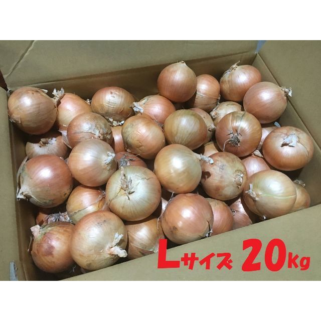 北海道産　タマネギ　Ｌサイズ　20kg　農家直送 食品/飲料/酒の食品(野菜)の商品写真