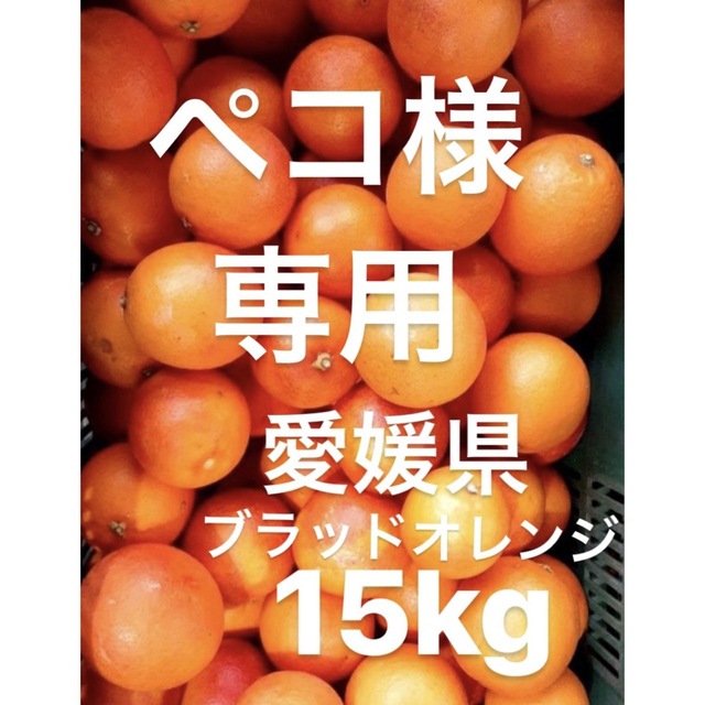 ペコ様　専用　愛媛県産　ブラッドオレンジ　柑橘　15kg 食品/飲料/酒の食品(フルーツ)の商品写真