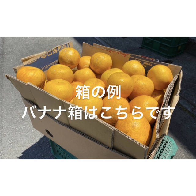 ペコ様　専用　愛媛県産　ブラッドオレンジ　柑橘　15kg 食品/飲料/酒の食品(フルーツ)の商品写真