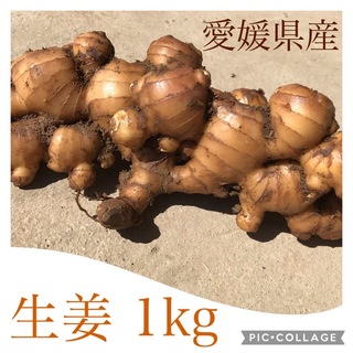 ひね生姜　愛媛県産　農家直送　約1kg(野菜)