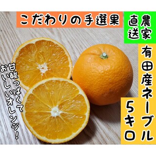 有田産ネーブルオレンジ　5キロ(フルーツ)