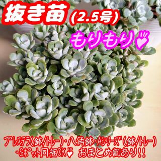 【抜き苗】白雪ミセバヤ ケープブランコ 多肉植物セダム紅葉 プレステラ プラ鉢(その他)