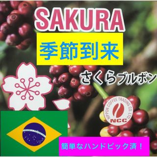 季節到来！さくらブルボン！コーヒー生豆400g焙煎してません簡単なハンドピック済(コーヒー)