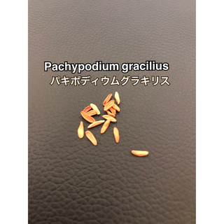 パキポディウムグラキリス 種子5粒 pachypodium gracilius(その他)