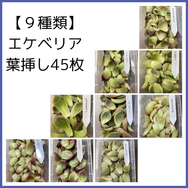 【９種類】多肉植物葉挿し45枚 ハンドメイドのフラワー/ガーデン(その他)の商品写真